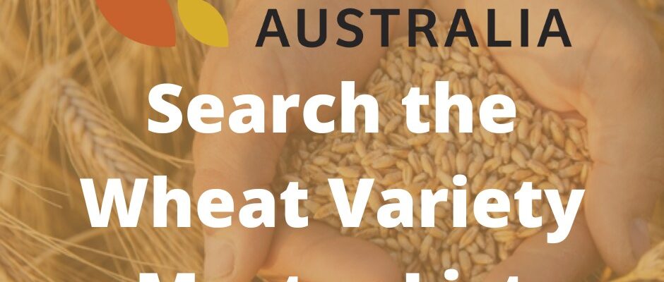 Seven new varieties of wheat classified for 2022/23 - Grains Australia