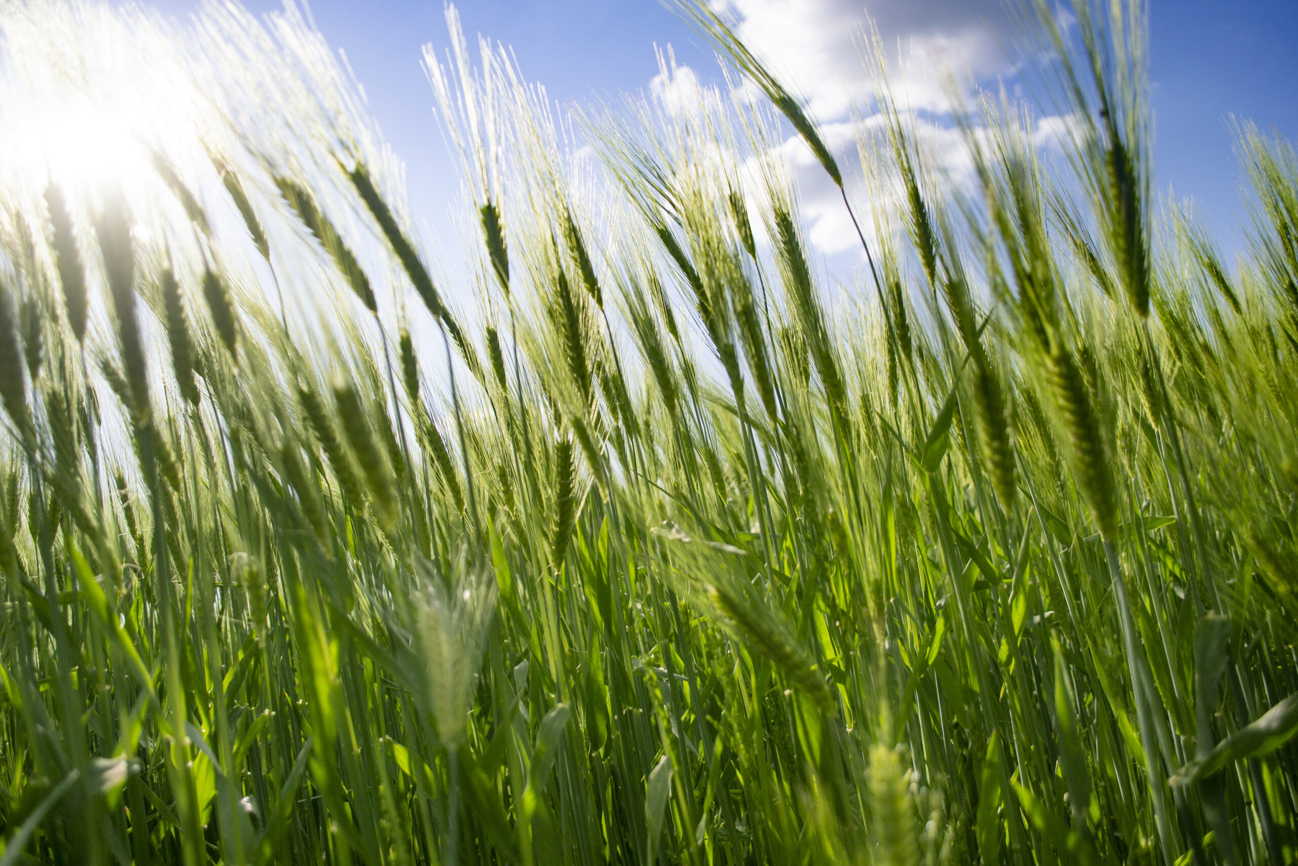 Simon Tickner appointed to Barley Council - Grains Australia