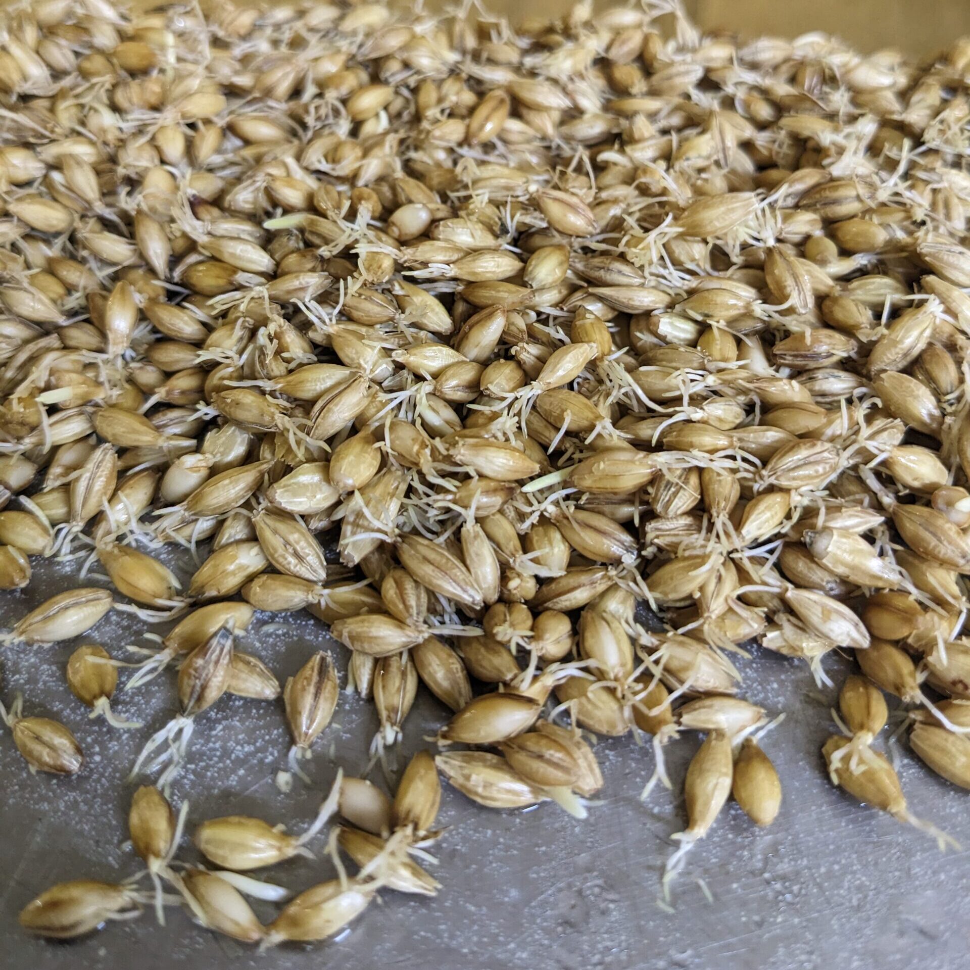 Malting Barley Evaluation Update Grains Australia